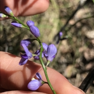 Comesperma volubile at Cotter River, ACT - 4 Oct 2021