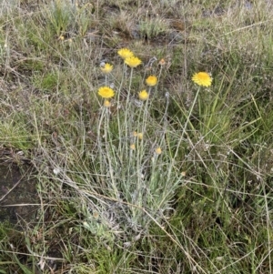 Leucochrysum albicans subsp. albicans at Bungendore, NSW - 2 Oct 2021