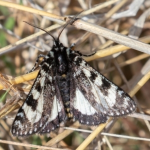 Agaristodes feisthamelii at Mount Clear, ACT - 4 Oct 2021