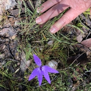 Glossodia major at Bungendore, NSW - 1 Oct 2021