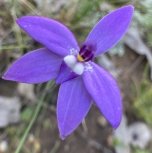 Glossodia major at Bungendore, NSW - suppressed