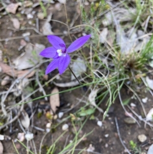 Glossodia major at Bungendore, NSW - suppressed