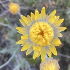 Leucochrysum albicans subsp. albicans (Hoary Sunray) at Bungendore, NSW - 2 Oct 2021 by yellowboxwoodland