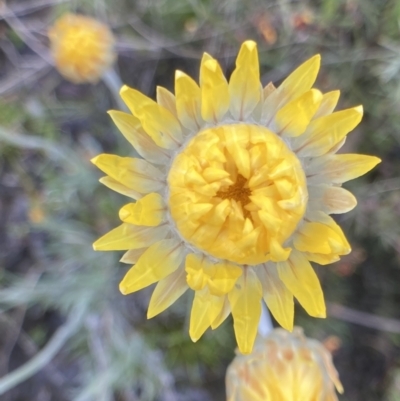 Leucochrysum albicans subsp. albicans (Hoary Sunray) at Bungendore, NSW - 2 Oct 2021 by yellowboxwoodland