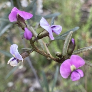 Glycine clandestina at Bungendore, NSW - 2 Oct 2021