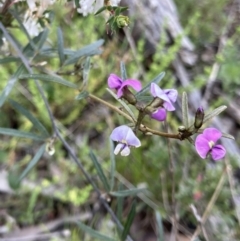 Glycine clandestina at Bungendore, NSW - 2 Oct 2021