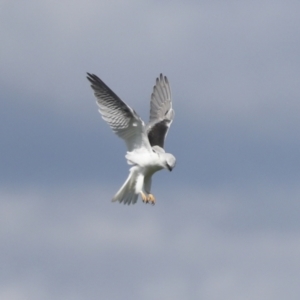 Elanus axillaris at Hawker, ACT - 4 Oct 2021