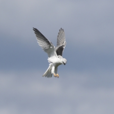 Elanus axillaris (Black-shouldered Kite) at The Pinnacle - 4 Oct 2021 by AlisonMilton
