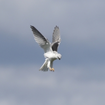 Elanus axillaris (Black-shouldered Kite) at Hawker, ACT - 4 Oct 2021 by AlisonMilton