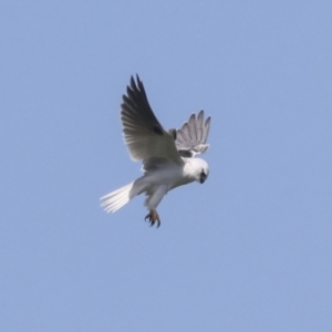 Elanus axillaris at Hawker, ACT - 4 Oct 2021