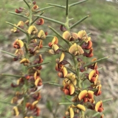 Daviesia genistifolia (Broom Bitter Pea) at Bungendore, NSW - 2 Oct 2021 by yellowboxwoodland