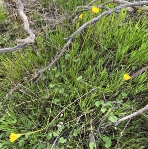 Microseris walteri at Crace, ACT - 4 Oct 2021