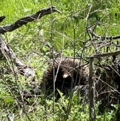 Tachyglossus aculeatus (Short-beaked Echidna) at Mount Ainslie - 4 Oct 2021 by Brad