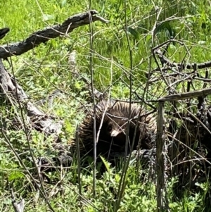 Tachyglossus aculeatus at Majura, ACT - 4 Oct 2021 11:25 AM