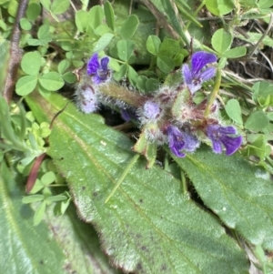 Ajuga australis at Bungendore, NSW - 2 Oct 2021 10:31 AM