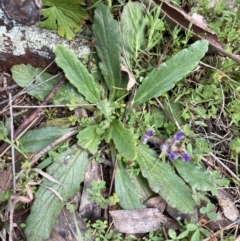 Ajuga australis at Bungendore, NSW - 2 Oct 2021 10:31 AM