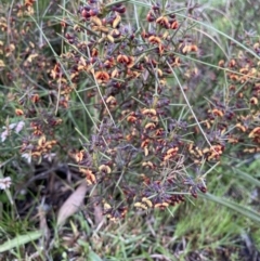 Daviesia genistifolia (Broom Bitter Pea) at Bungendore, NSW - 2 Oct 2021 by yellowboxwoodland