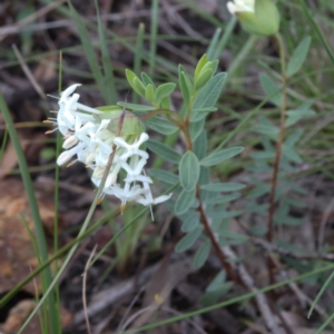 Pimelea linifolia subsp. linifolia at Hackett, ACT - 4 Oct 2021