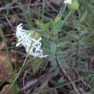 Pimelea linifolia subsp. linifolia at Hackett, ACT - 4 Oct 2021 03:09 PM