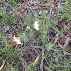 Pimelea linifolia subsp. linifolia at Hackett, ACT - 4 Oct 2021 03:09 PM
