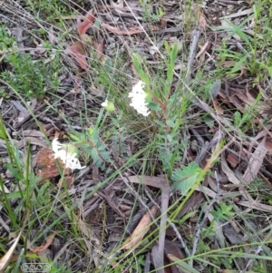 Pimelea linifolia subsp. linifolia at Hackett, ACT - 4 Oct 2021