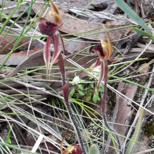 Caladenia actensis at suppressed - 4 Oct 2021