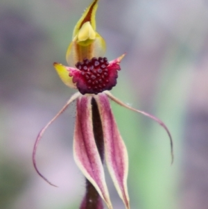 Caladenia actensis at suppressed - suppressed