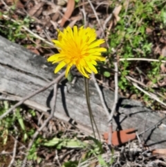 Microseris walteri (Yam Daisy, Murnong) at Hackett, ACT - 4 Oct 2021 by Sarah2019