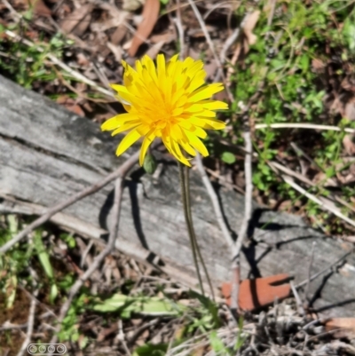 Microseris walteri (Yam Daisy, Murnong) at Hackett, ACT - 4 Oct 2021 by Sarah2019