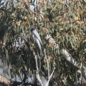 Coracina novaehollandiae at Hawker, ACT - 4 Oct 2021