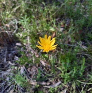 Microseris walteri at Hackett, ACT - 4 Oct 2021