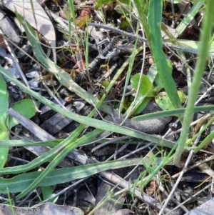 Microseris walteri at Hackett, ACT - 4 Oct 2021