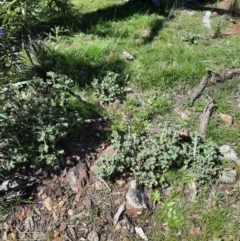Marrubium vulgare (Horehound) at Hackett, ACT - 4 Oct 2021 by Sarah2019