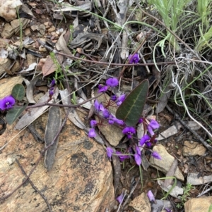 Hardenbergia violacea at Bungendore, NSW - 2 Oct 2021 10:35 AM