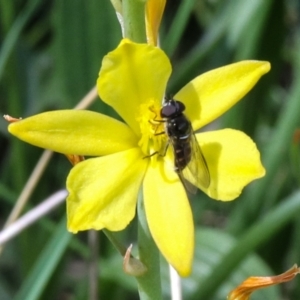 Bulbine bulbosa at Hackett, ACT - 4 Oct 2021