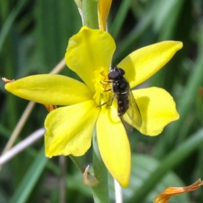 Bulbine bulbosa (Golden Lily, Bulbine Lily) at Hackett, ACT - 4 Oct 2021 by Sarah2019