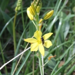 Bulbine bulbosa at Hackett, ACT - 4 Oct 2021 01:09 PM