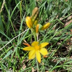 Bulbine bulbosa at Hackett, ACT - 4 Oct 2021 01:09 PM