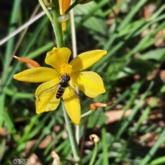 Bulbine bulbosa at Hackett, ACT - 4 Oct 2021