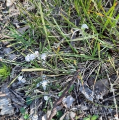 Leucopogon virgatus (Common Beard-heath) at Aranda Bushland - 19 Sep 2021 by Sarah2019