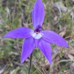 Glossodia major (Wax Lip Orchid) at Bungendore, NSW - 2 Oct 2021 by yellowboxwoodland