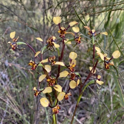 Diuris pardina (Leopard Doubletail) at Gungaderra Grasslands - 4 Oct 2021 by clinde