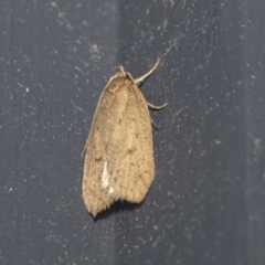 Chezala privatella (A Concealer moth) at Higgins, ACT - 3 Oct 2021 by AlisonMilton