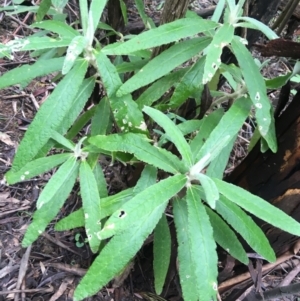 Bedfordia arborescens at Paddys River, ACT - 3 Oct 2021