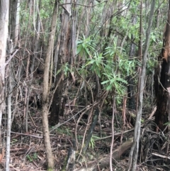 Bedfordia arborescens at Paddys River, ACT - 3 Oct 2021