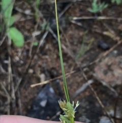 Carex inversa (Knob Sedge) at Garran, ACT - 29 Sep 2021 by Tapirlord