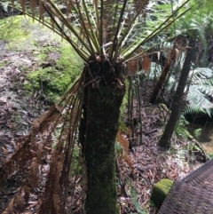 Dicksonia antarctica (Soft Treefern) at Paddys River, ACT - 3 Oct 2021 by NedJohnston