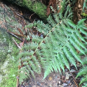 Dicksonia antarctica at Paddys River, ACT - 3 Oct 2021