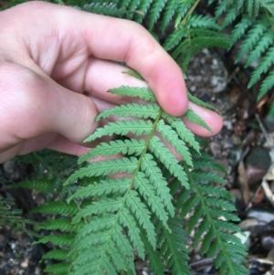 Dicksonia antarctica at Paddys River, ACT - 3 Oct 2021