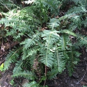 Blechnum nudum at Paddys River, ACT - 3 Oct 2021